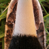 <em>Coprinus comatus</em> (O.F. Müll.) Pers.