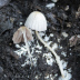 <em>Coprinellus disseminatus </em>(Pers.) J.E. Lange