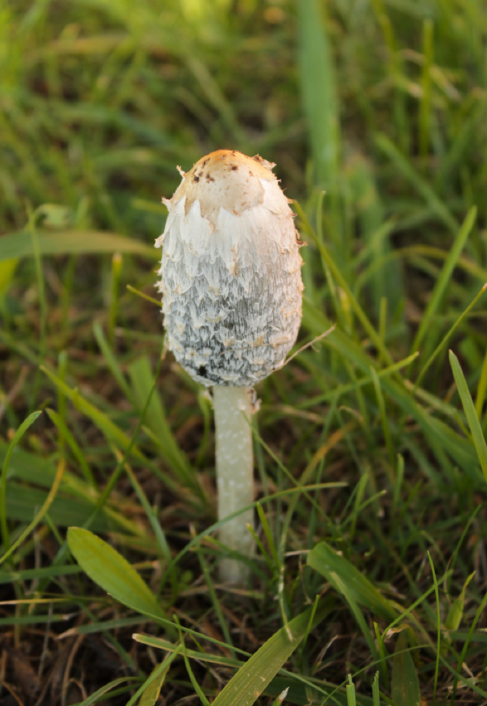 <em>Coprinus comatus</em> (O.F. Müll.) Pers.