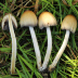<em>Coprinellus micaceus</em> (Bull.) Vilgalys, Hopple & Jacq. Johnson