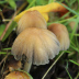 <em>Coprinellus micaceus</em> (Bull.) Vilgalys, Hopple & Jacq. Johnson