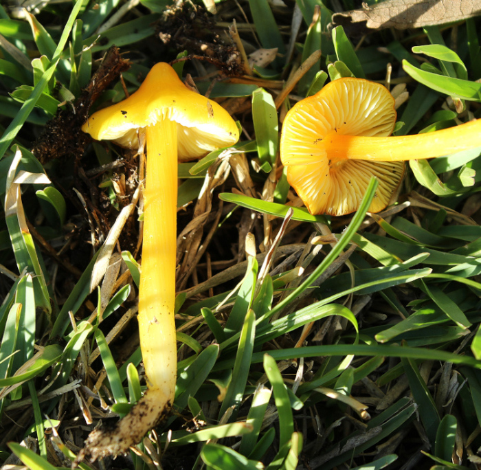 Pileus, estipe e lâminas