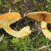 <em>Gymnopilus junonius</em> (Fr.) P.D. Orton