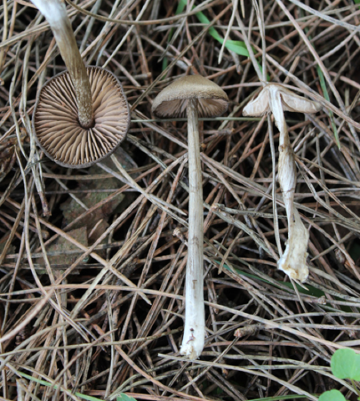 <em>Entoloma assiduum</em> Vila, Reschke, Corriol, Polemis & Loizides