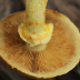 <em>Gymnopilus junonius</em> (Fr.) P.D. Orton