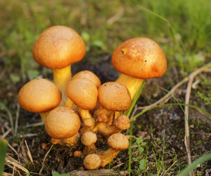 <em>Gymnopilus junonius</em> (Fr.) P.D. Orton