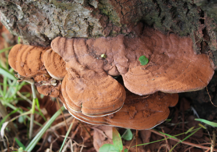 <em>Ganoderma adspersum</em> (Schulzer) Donk