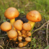 <em>Gymnopilus junonius</em> (Fr.) P.D. Orton