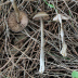 <em>Entoloma assiduum</em> Vila, Reschke, Corriol, Polemis & Loizides
