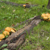 <em>Gymnopilus junonius</em> (Fr.) P.D. Orton