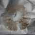 <em>Inocybe occulta</em> Esteve-Rav., Bandini, B. Oertel & G. Moreno