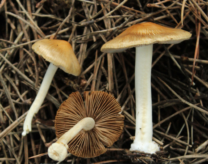 <em>Inocybe occulta</em> Esteve-Rav., Bandini, B. Oertel & G. Moreno