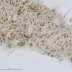 <em>Inocybe occulta</em> Esteve-Rav., Bandini, B. Oertel & G. Moreno