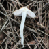 <em>Inocybe occulta</em> Esteve-Rav., Bandini, B. Oertel & G. Moreno