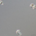 <em>Inocybe occulta</em> Esteve-Rav., Bandini, B. Oertel & G. Moreno