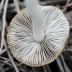 <em>Inocybe occulta</em> Esteve-Rav., Bandini, B. Oertel & G. Moreno