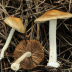 <em>Inocybe occulta</em> Esteve-Rav., Bandini, B. Oertel & G. Moreno