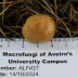 <em>Inocybe occulta</em> Esteve-Rav., Bandini, B. Oertel & G. Moreno
