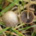 <em>Psathyrella longicauda </em>P. Karst.