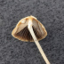 <em>Psathyrella longicauda </em>P. Karst.