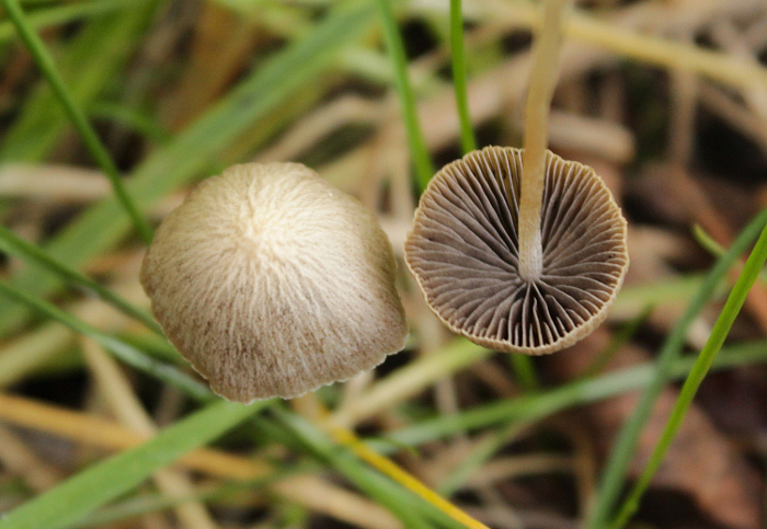 <em>Psathyrella longicauda </em>P. Karst.