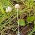 <em>Psathyrella longicauda </em>P. Karst.