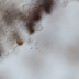 <em>Psathyrella longicauda </em>P. Karst.