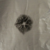 <em>Psathyrella longicauda </em>P. Karst.