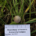 <em>Psathyrella longicauda </em>P. Karst.