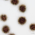 <em>Scleroderma bovista</em> Fr.