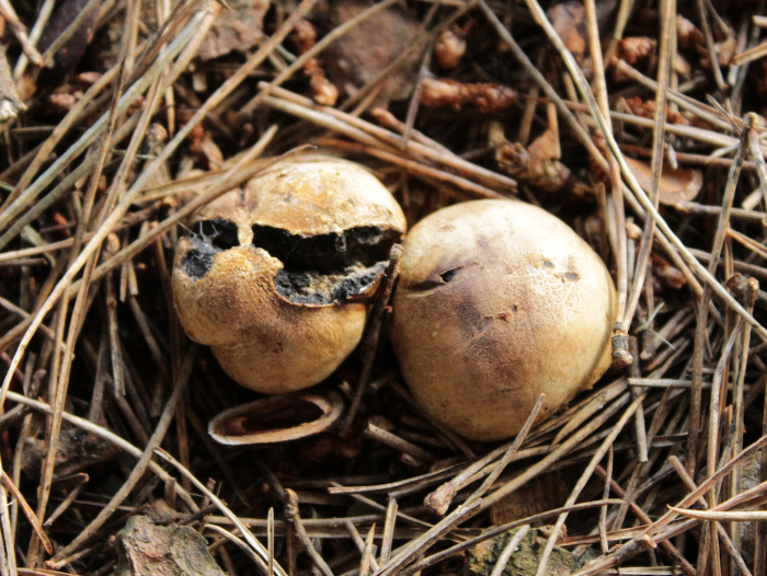 <em>Scleroderma bovista</em> Fr.