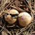 <em>Scleroderma bovista</em> Fr.