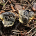 <em>Scleroderma bovista</em> Fr.