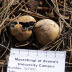 <em>Scleroderma bovista</em> Fr.