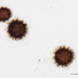 <em>Scleroderma bovista</em> Fr.