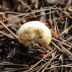 <em>Scleroderma bovista</em> Fr.