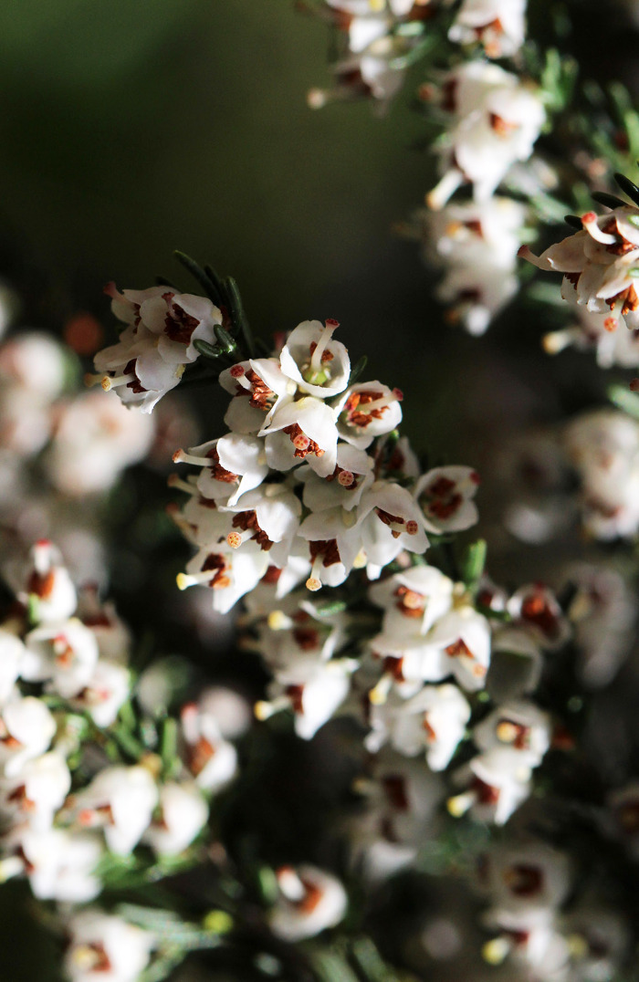 Pormenor das flores