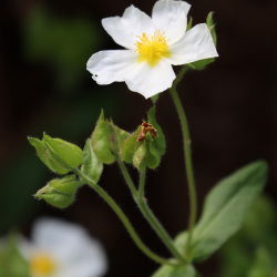Pormenor da flor e folhas