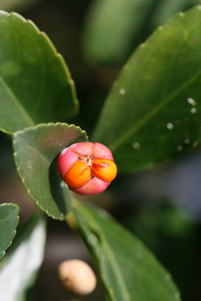 Fruto