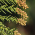 Folhas e cones femininos