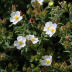 Pormenor da flor e folhas