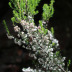 Pormenor das flores