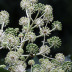 Pormenor das flores