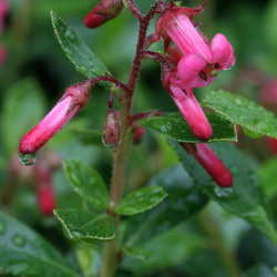 Início da floração