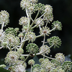 Tipo de inflorescência