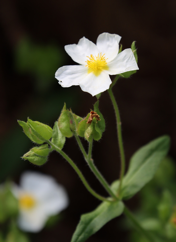 Pormenor da flor e folhas
