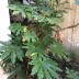 Pormenor das flores