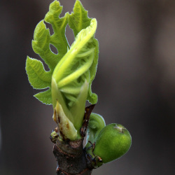 <em>Phoenix dactylifera</em> L.