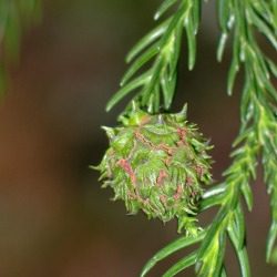 Folhas e cones femininos