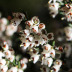 Pormenor das flores